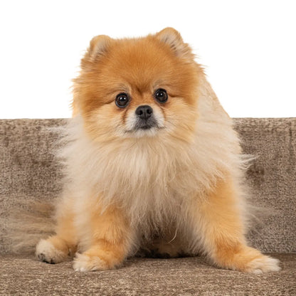 Pet bed Bingo taupe chenille